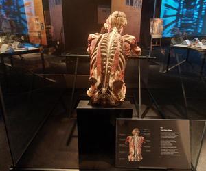 Wystawa Body Worlds w Szybie Wilson w Katowicach