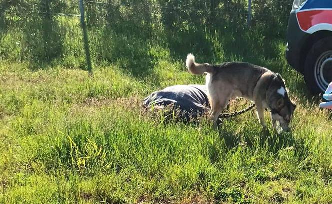 Pilnował pana nawet po jego śmierci