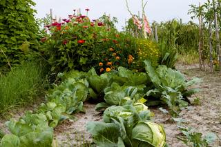 Ogród warzywny