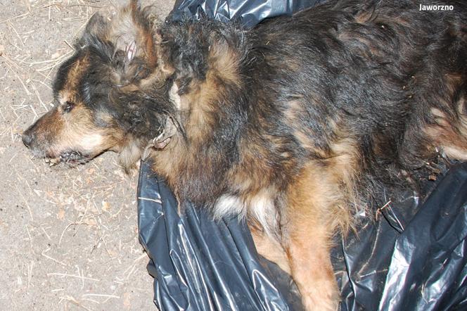 Policja szuka zwyrodnialca, który zakopał psa żywcem [DRASTYCZNE ZDJĘCIE]