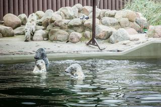FOKI NIE CHCĄ  DAĆ SIĘ ZBADAĆ.