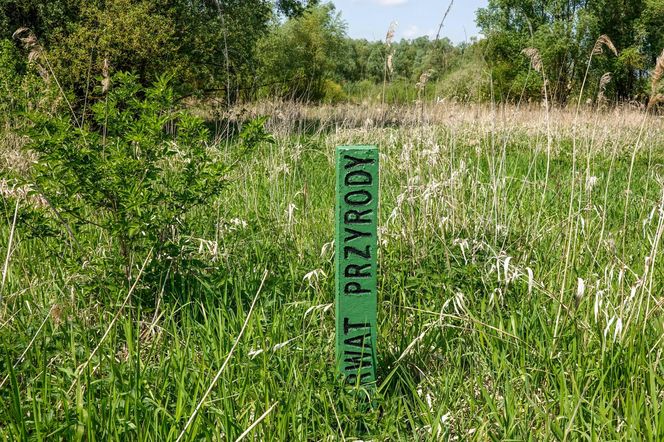 Ptasi raj niedaleko Łodzi. Rezerwat Jeziorsko to jedna z najbardziej niedocenianych atrakcji w regionie
