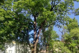 Lublin ma nowe pomniki przyrody!