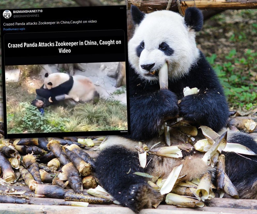 Panda zaatakowała opiekunkę w zoo! Przerażające zdjęcia