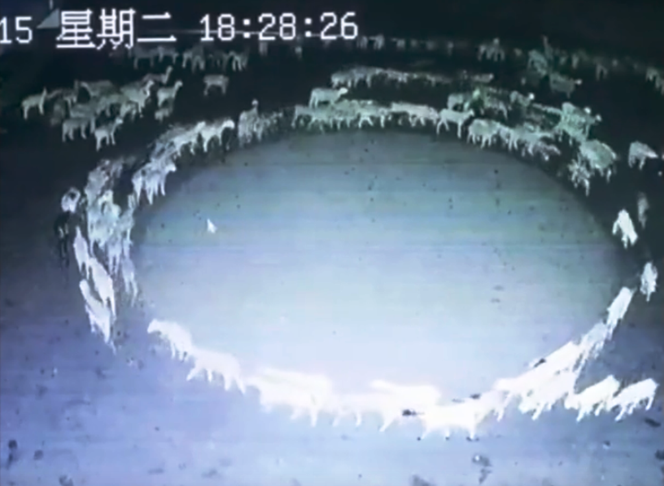 Owce w Chinach chodziły w kółko, jak zaklęte przez 12 dni. Mamy niesamowite nagranie!