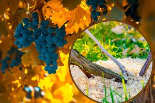 Jak zabezpieczyć winorośl przed zimą? - kopczykowanie i okrywanie winorośli