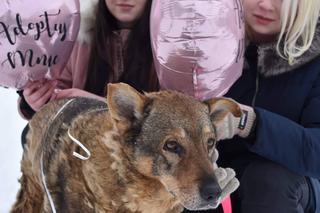Walentynkowa akcja Torcida Girls. Dziewczyny wspierają bezdomne zwierzęta ze schroniska [ZDJĘCIA]