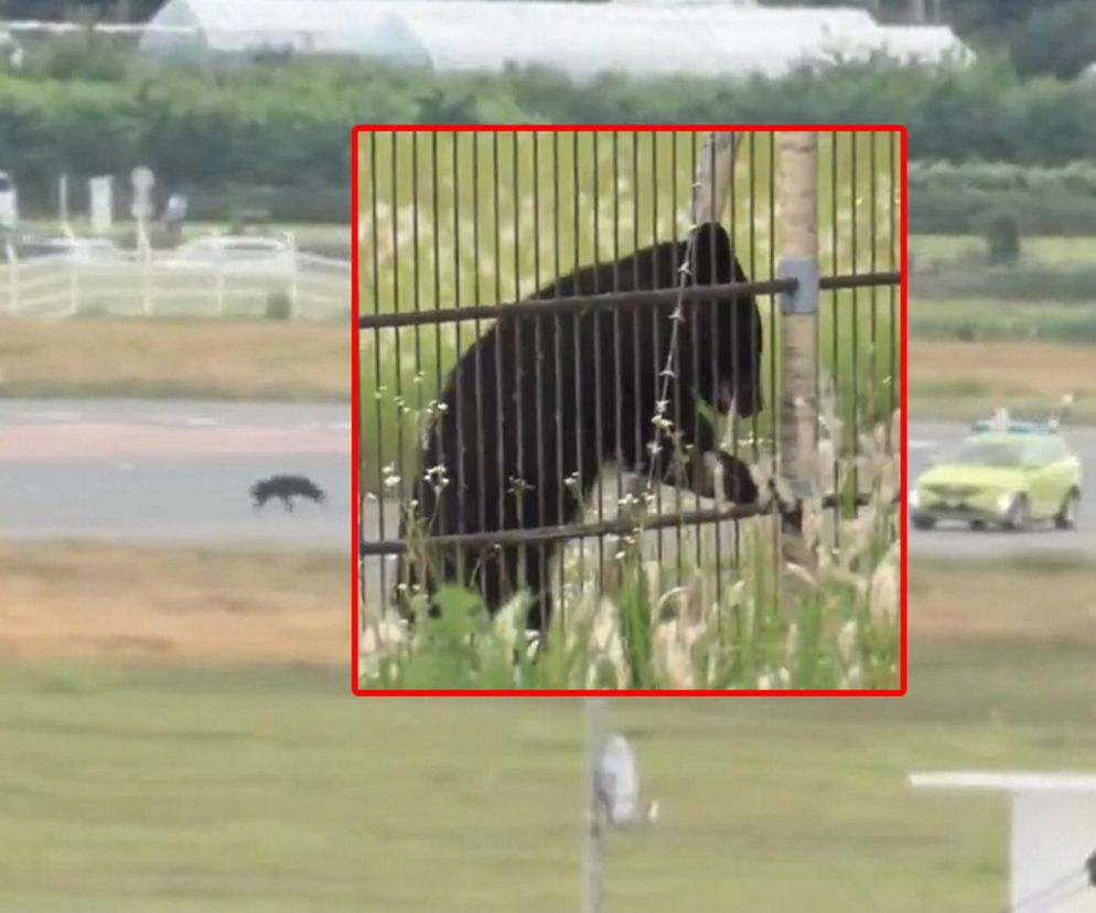 Szok! Niedźwiedź szaleje na lotnisku. Odwoływane loty