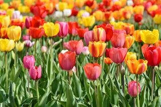 Dzień kobiet 8 marca: Róże, tulipany czy goździki? Sprawdź co oznaczają kwiaty i ich kolory! 