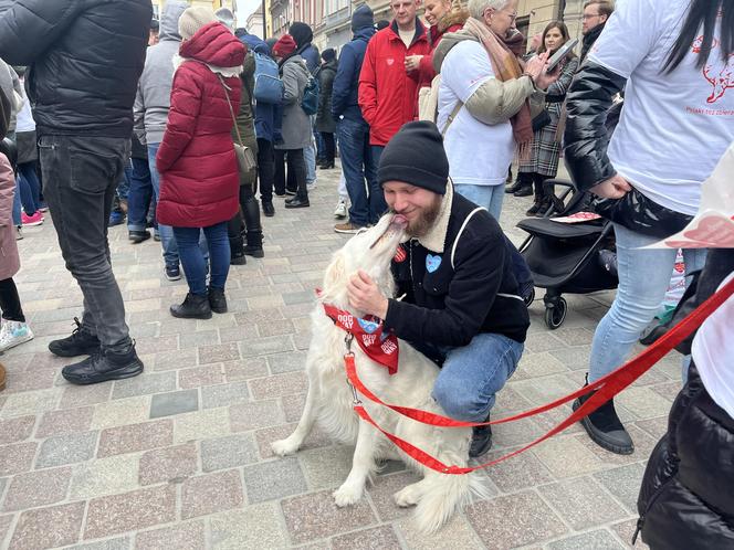 Golden Retriever WOŚP 2024 w Poznaniu. Psiaki też zbierają na dzieciaki. Kwesta na WOŚP i pokazy Golden Retrieverów 