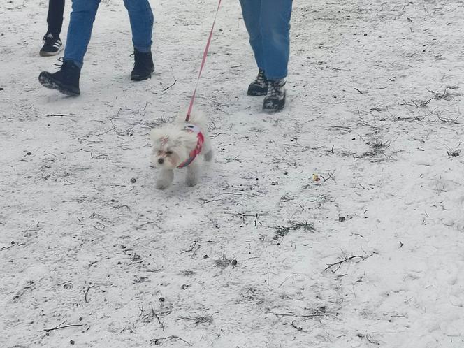 Pobiegli dla Maksa! Za nami 1. Bieg Leniwca