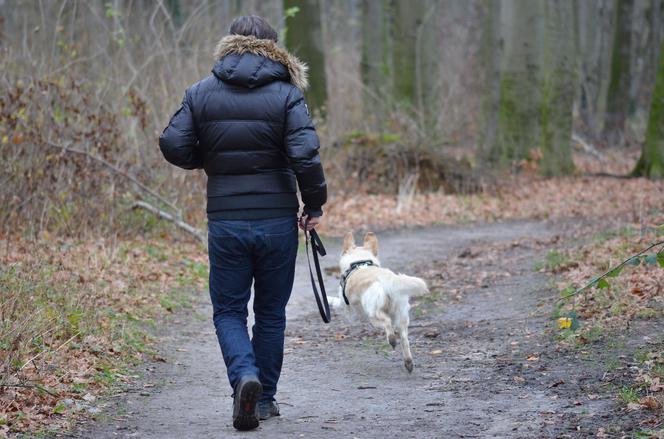 Tydzień Zrównoważonego Transportu w Mysłowicach. Wśród atrakcji DogTrekking i wybór Krokomistrza