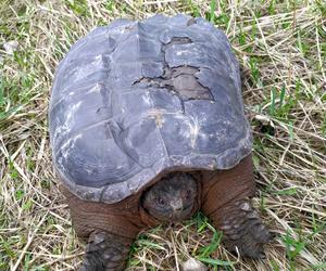 Bestia z Ameryki siała postrach pod Grójcem. Interweniowali ekolodzy