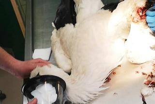 Operacja bociana Zuzi w Przemyślu