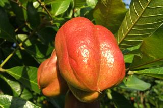 Ackee, czyli bligia pospolita