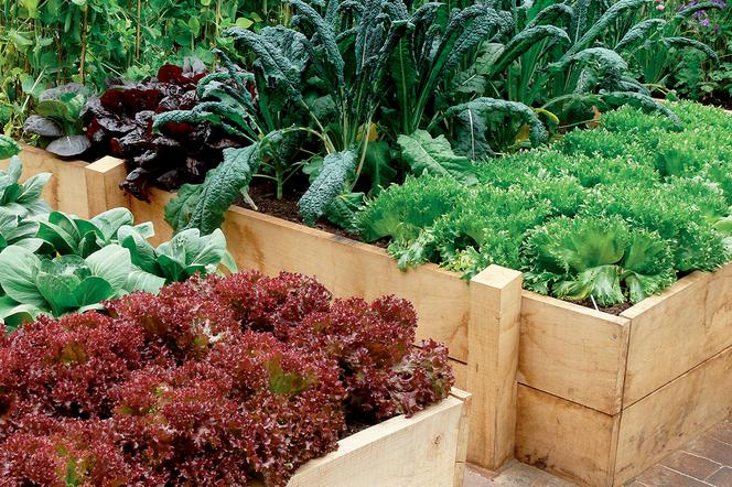 Uprawa warzyw w skrzyniach