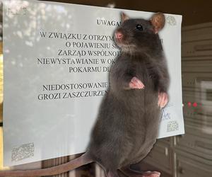 Szczury w Toruniu. Biegają między ludźmi! Wydano ostrzeżenia dla mieszkańców