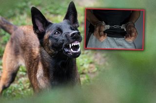 Właściciel morderczych psów zatrzymany! Były policjant przebywał poza miastem. Pilny apel do świadków