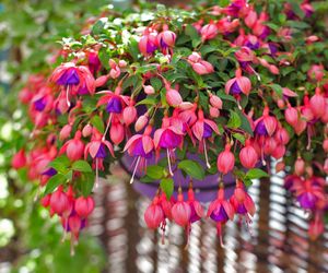 Zwisające kwiaty na balkon