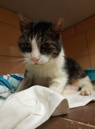 Kot do adopcji w zielonogórskim schronisku