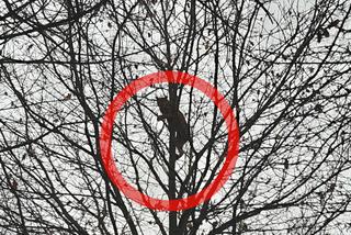 Dziki kot na drzewie na Podkarpaciu! Nie uwierzysz, co spotkał leśniczy z Brzozowa [ZDJĘCIA]