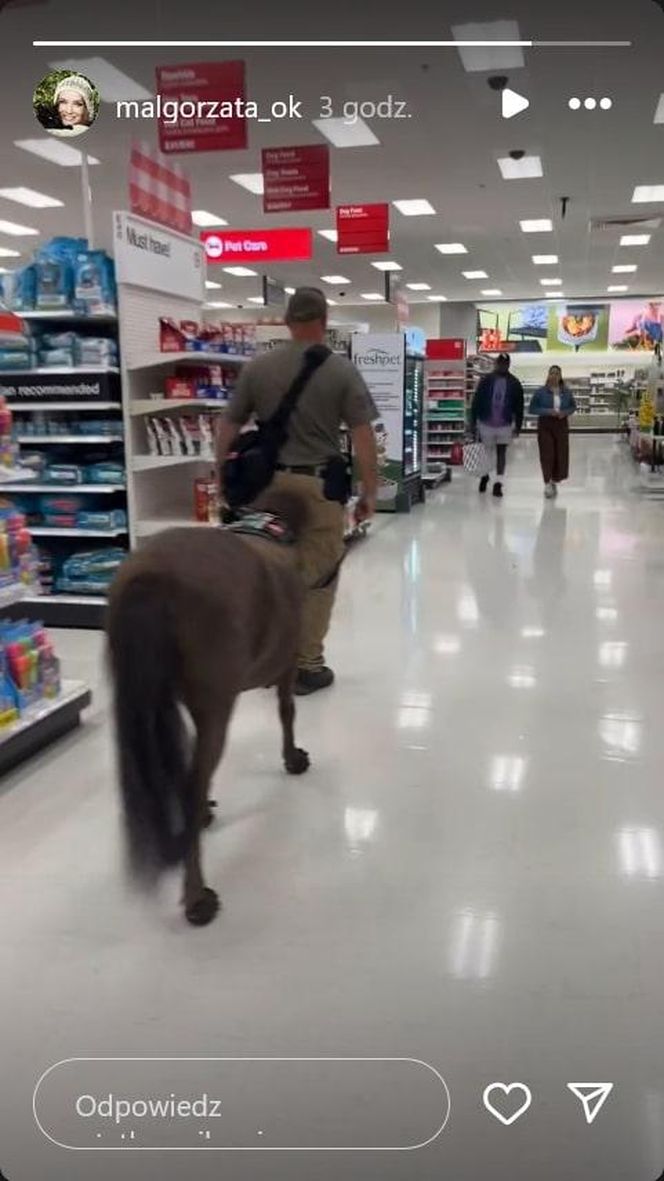 Małgorzata Ostrowska-Królikowska spotkała konia w supermarkecie. Wszystko nagrała!