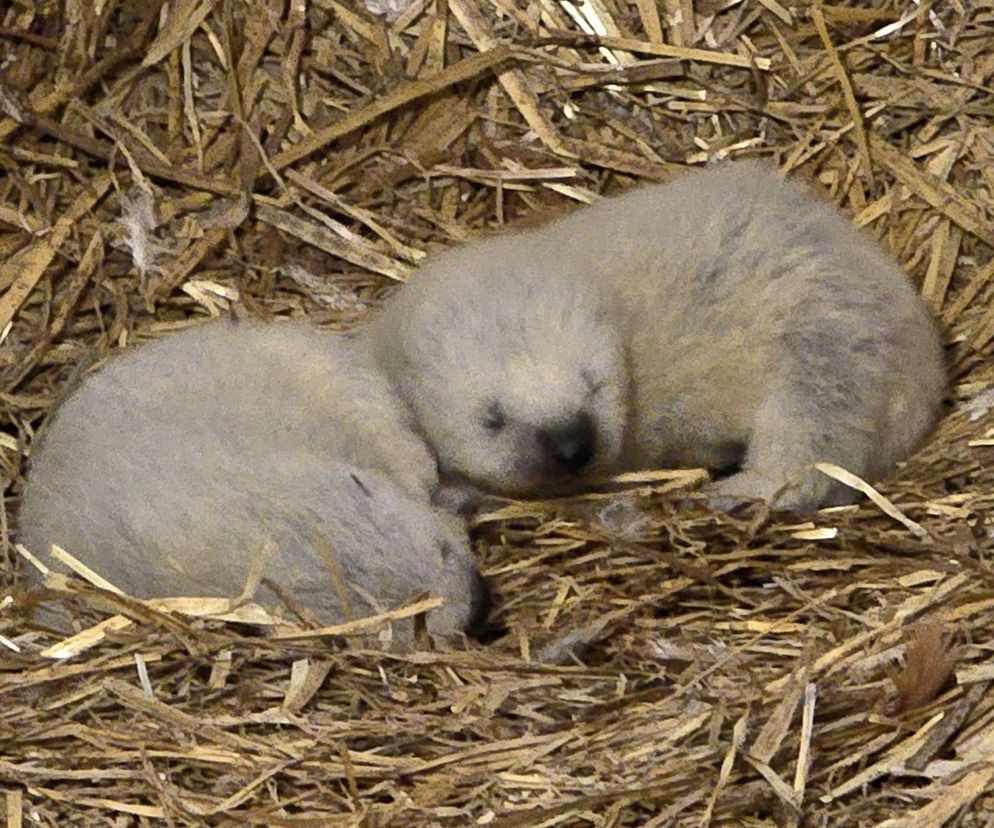 Rosomakowy baby boom w Śląskim ZOO! Radosna nowina dla miłośników zwierząt