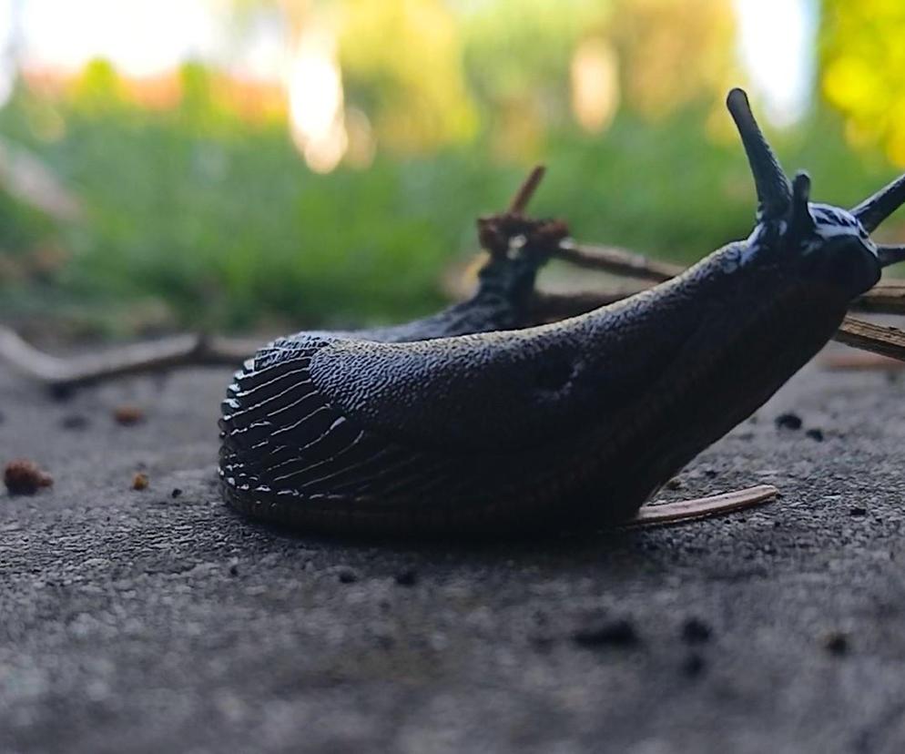 Budzą obrzydzenie i są utrapieniem ogrodników. Ślimaki sieją spustoszenie