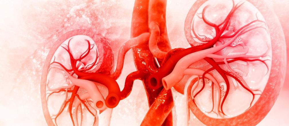 Anatomia ludzkiej nerki