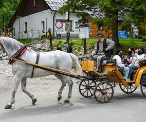 Arabowie szturmują Zakopane. Ten filmik to hit internetu. Dosłownie tak to wygląda