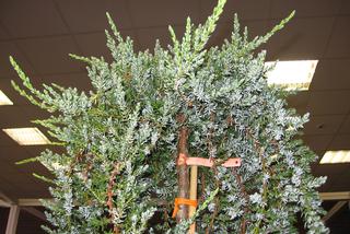 Jałowiec pospolity odm. halna - Juniperus communis var. saxatilis
