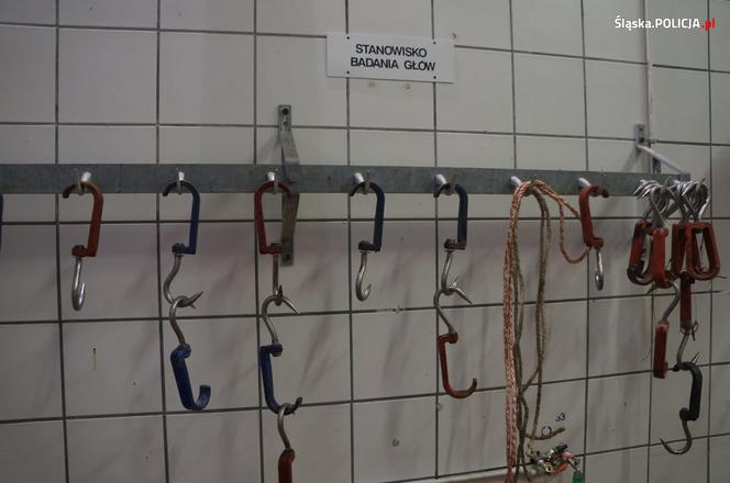 Zagłodzone i brudne konie były niehumanitarnie mordowane? Policjanci skontrolowali hodowlę w Wodzisławiu Śląskim [ZDJĘCIA]