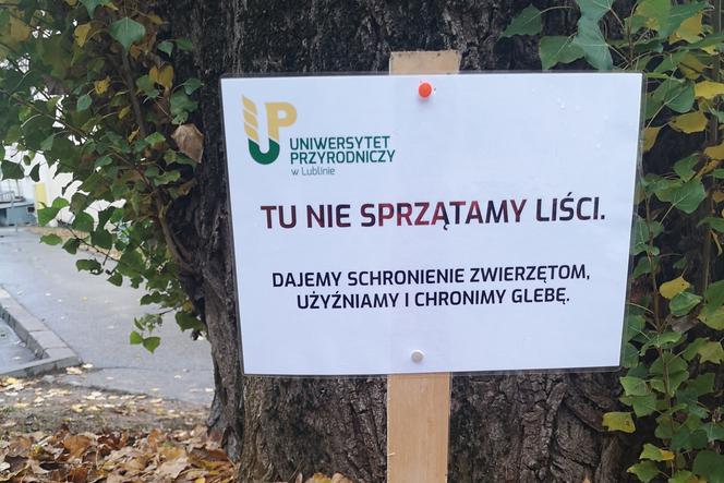 Doktor Jerzy chroni jeże! UP w Lublinie tworzy mateczniki dla zwierząt