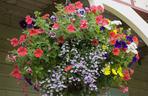 Surfinia, lobelia, aksamitki
