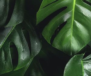 Dlaczego monstera „płacze”? Co zrobić gdy monstera płacze? Co to oznacza?