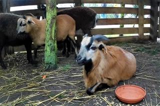 Żywa szopka w Szczecinie Żydowcach