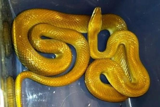 Wąż znaleziony pod ławką na Żoliborzu