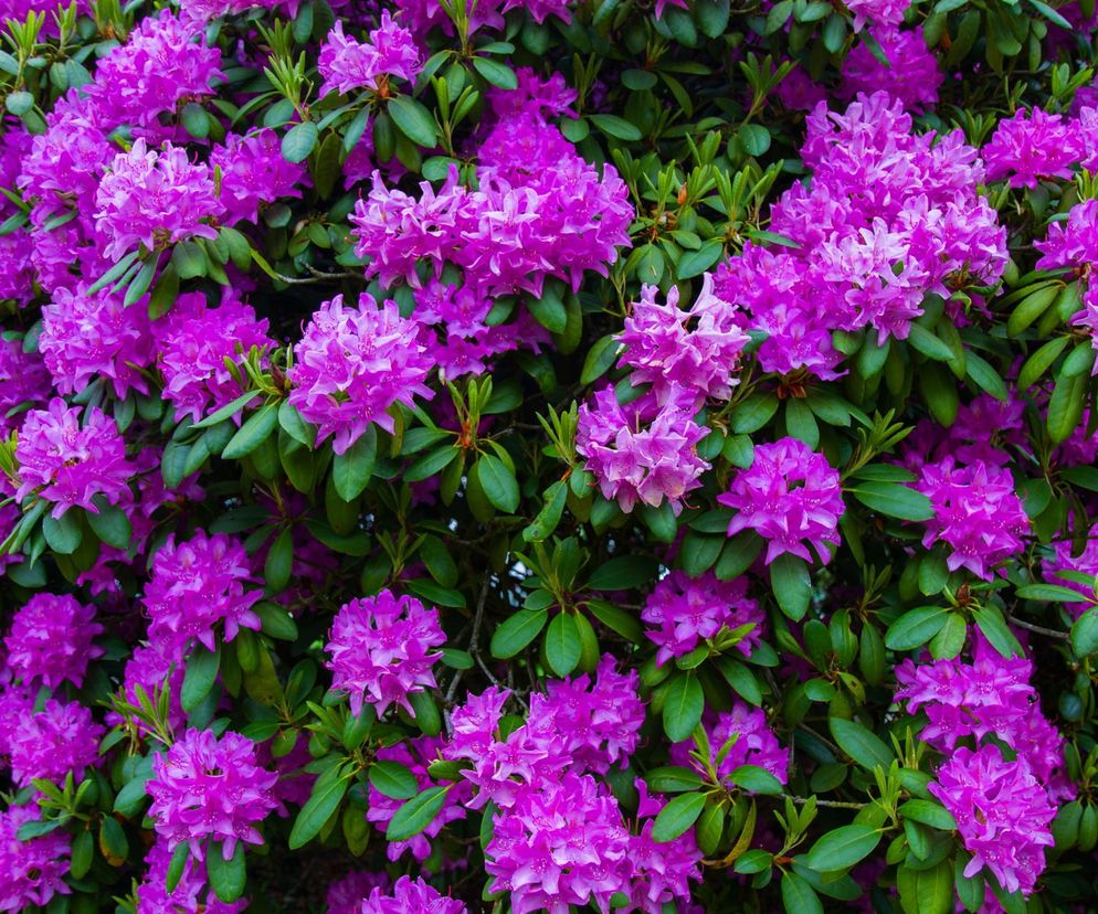 Rododendron 