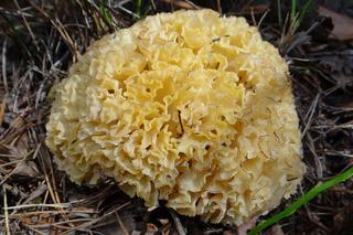 Siedzuń sosnowy. Grzyb wyglądający jak kalafior w polskich lasach [ZDJĘCIA]