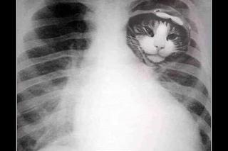 Chcesz poprawić sobie humor? Te memy ze zwierzętami rozbawią cię do łez!