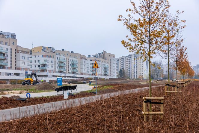 Pierwsze drzewa w parku nad obwodnicą na Ursynowie