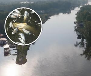 Śnięte ryby w Odrze. Wyłowiono aż 600 kg! Koszmar ze złotymi algami wrócił?