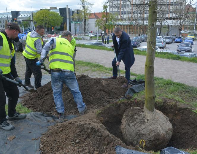 Trwa wielkie sadzenie w Olsztynie