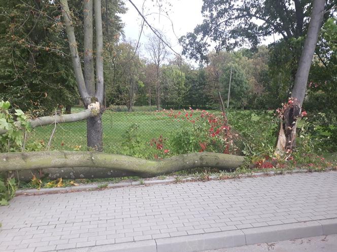 Powiśle. Halny łamał gigantyczne drzewa jak zapałki i przewracał je na samochody!