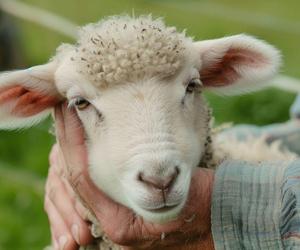 Województwo śląskie wspiera pasterzy. Przeznaczy w tym roku ponad 1,1 mln zł na wypas owiec i kóz