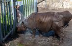 Lody z rybami i zimne prysznice – tak zwierzęta w Zoo radzą sobie z upałami [ZDJĘCIA]