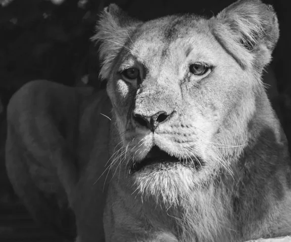 Smutek we wrocławskim zoo. Nie żyje lwica