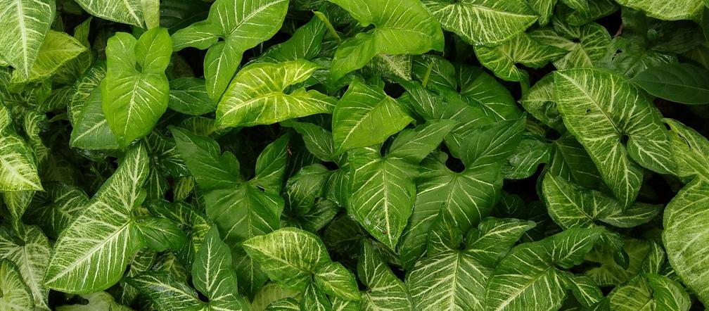 Syngonium