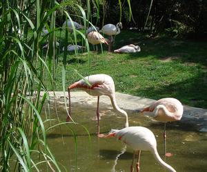 7 najlepszych ogrodów zoologicznych w Polsce. Przygotowaliśmy ranking!