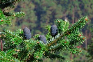 Jodła balsamiczna - wymagania, uprawa, pielęgnacja, zastosowanie
